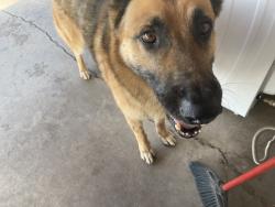 Found/Stray Male Dog last seen Van Buren and 39Ave, Phoenix, AZ 85009