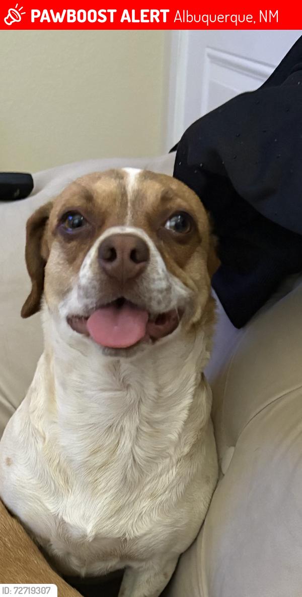 Lost Female Dog last seen Gibson and University , Albuquerque, NM 87106