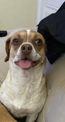 Lost Female Dog last seen Gibson and University , Albuquerque, NM 87106