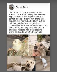Found/Stray Male Dog last seen Right across the street from the Hispanic cultural center , Albuquerque, NM 87102