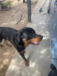 Found/Stray Male Dog last seen Brook St and Wilshire, Albuquerque, NM 87113