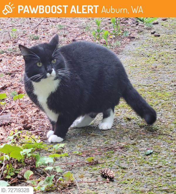 Found/Stray Male Cat last seen Lake Dolloff, Auburn, WA 98001