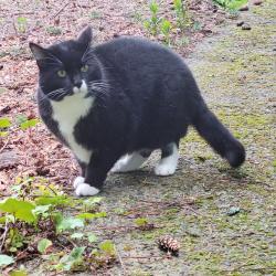 Found/Stray Male Cat last seen Lake Dolloff, Auburn, WA 98001