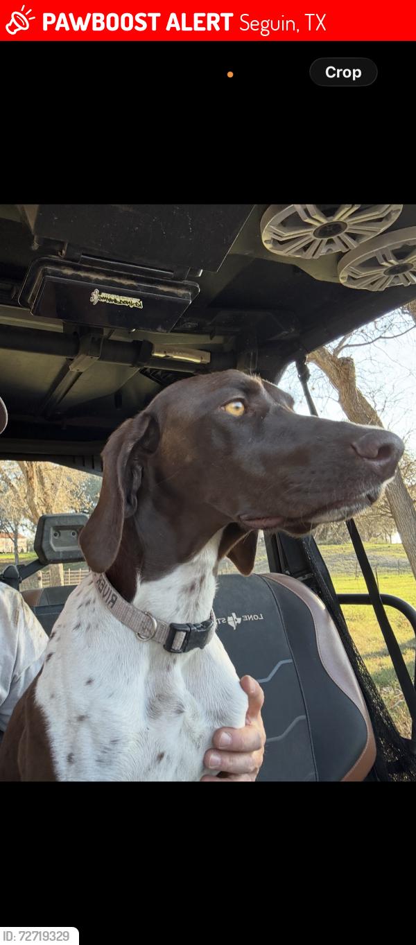 Lost Female Dog last seen Airport Road and 90 A in Seguin, TX, Seguin, TX 78155