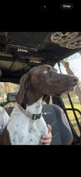 Lost Female Dog last seen Airport Road and 90 A in Seguin, TX, Seguin, TX 78155