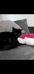 Lost Male Cat last seen Ridge Rd, Parma, OH 44129