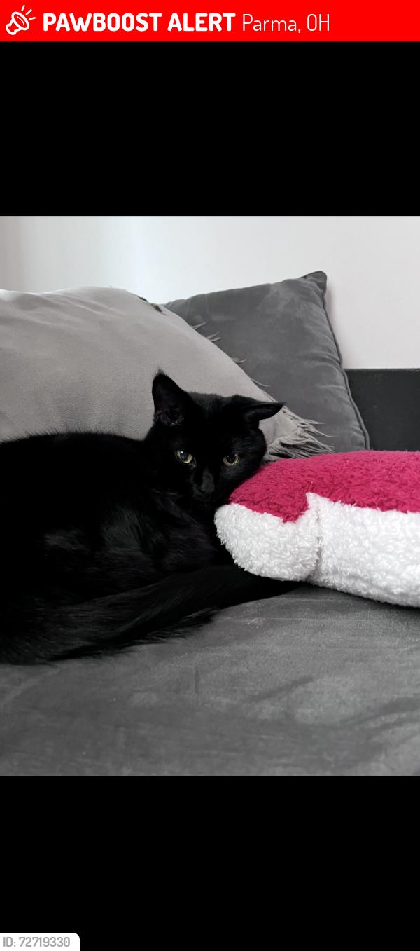 Lost Male Cat last seen Ridge Rd, Parma, OH 44129