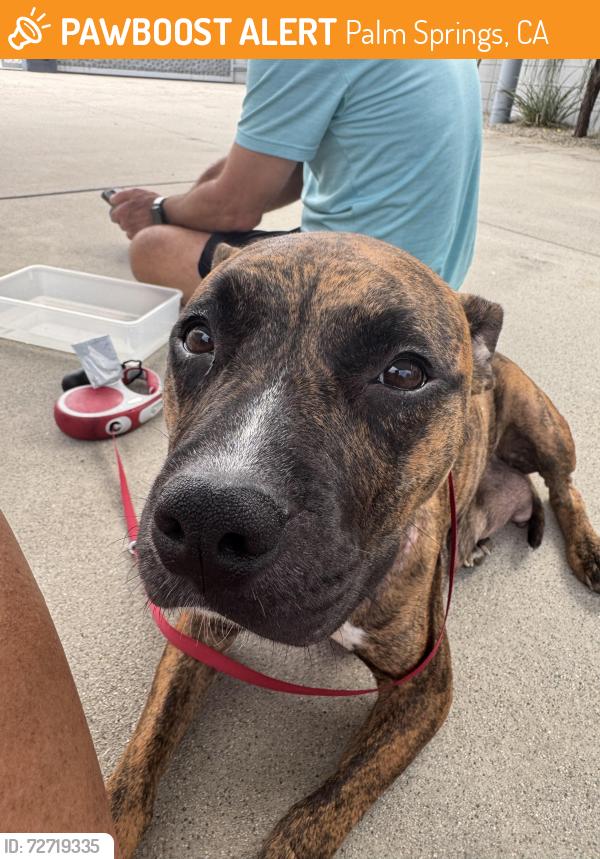Found/Stray Female Dog last seen Bogert trail, Palm Springs, CA 92264