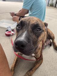 Found/Stray Female Dog last seen Bogert trail, Palm Springs, CA 92264