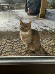 Lost Male Cat last seen Robinhoid and 167th Place, Orland Park IL, Orland Park, IL 60462