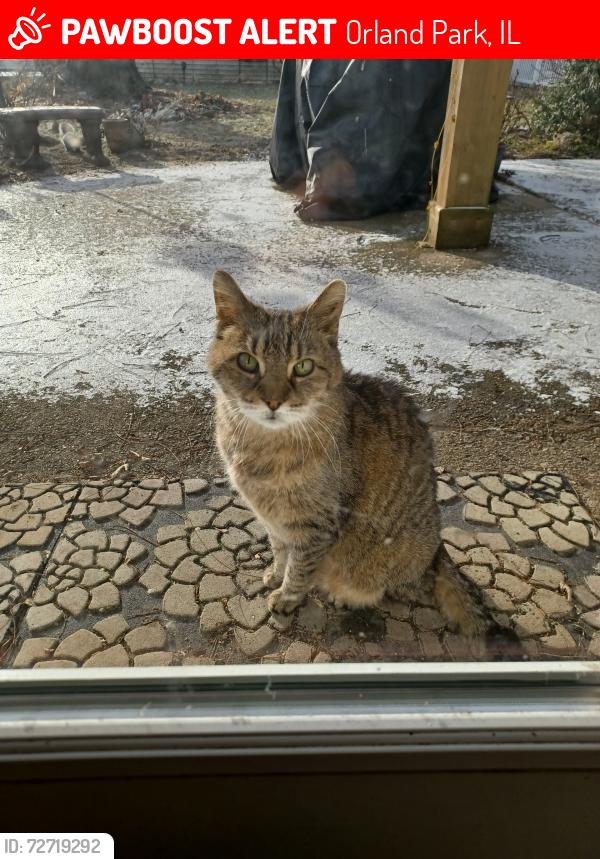 Lost Male Cat last seen Robinhoid and 167th Place, Orland Park IL, Orland Park, IL 60462