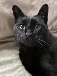 Lost Male Cat last seen Eunice St and Glen Ave Berkeley, Berkeley, CA 94708