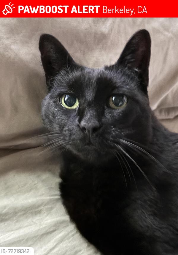 Lost Male Cat last seen Eunice St and Glen Ave Berkeley, Berkeley, CA 94708