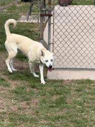 Found/Stray Unknown Dog last seen Woodcock ln , Spotsylvania Courthouse, VA 22553