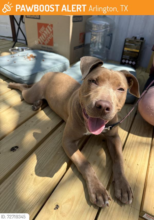 Found/Stray Female Dog last seen Oakwood Ln & W Sanford St, Arlington, TX 76012