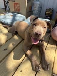 Found/Stray Female Dog last seen Oakwood Ln & W Sanford St, Arlington, TX 76012
