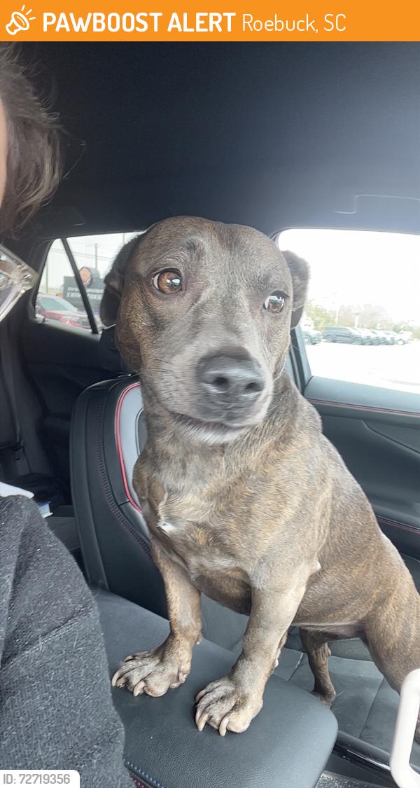 Found/Stray Female Dog last seen Siemens , Roebuck, SC 29376