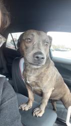 Found/Stray Female Dog last seen Siemens , Roebuck, SC 29376