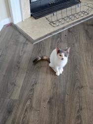 Lost Female Cat last seen Inspiration Terrace , Aldie, VA 20105
