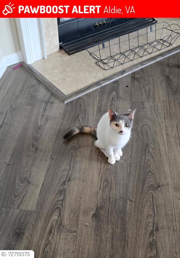 Lost Female Cat last seen Inspiration Terrace , Aldie, VA 20105