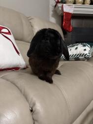 Lost Male Rabbit last seen Near princeton square blvd s building 10, Jacksonville, FL 32256