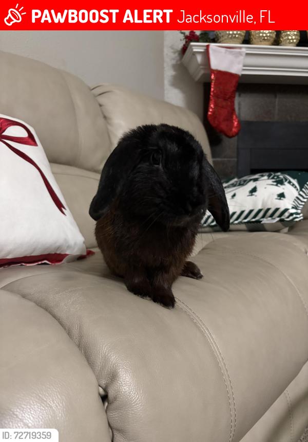 Lost Male Rabbit last seen Near princeton square blvd s building 10, Jacksonville, FL 32256