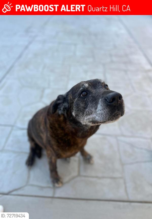 Lost Male Dog last seen W Ave M 2 & 55th QUARTZ HILL CA, Quartz Hill, CA 93536