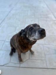 Lost Male Dog last seen W Ave M 2 & 55th QUARTZ HILL CA, Quartz Hill, CA 93536