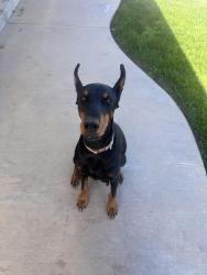 Lost Female Dog last seen Near west ave m2 , Lancaster, CA 93536