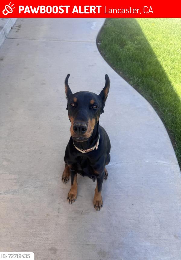 Lost Female Dog last seen Near west ave m2 , Lancaster, CA 93536