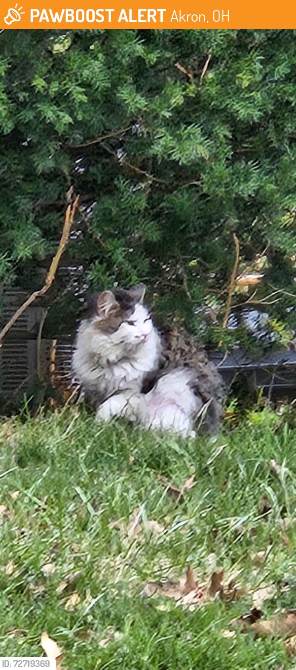Found/Stray Unknown Cat last seen Beardsley St, Akron, OH 44301
