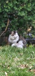 Found/Stray Unknown Cat last seen Beardsley St, Akron, OH 44301