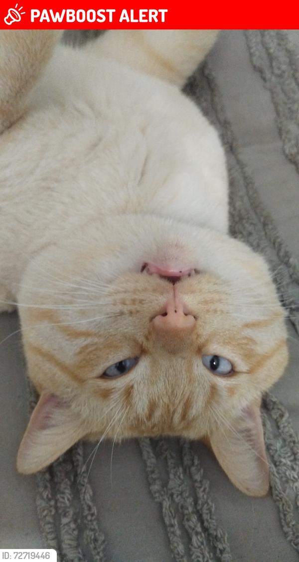 Lost Male Cat last seen Green Lane, Greater London, England RM8