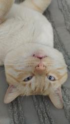 Lost Male Cat last seen Green Lane, Greater London, England RM8