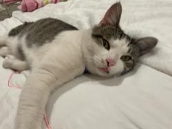 Lost Male Cat last seen Near E Fairmont Ave , Modesto, CA 95354