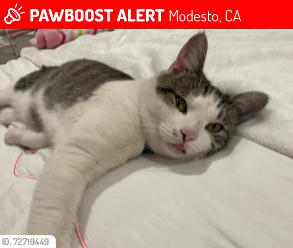 Lost Male Cat last seen Near E Fairmont Ave , Modesto, CA 95354