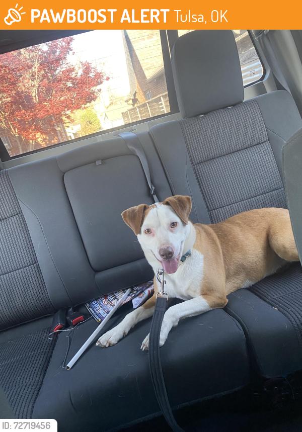 Found/Stray Female Dog last seen Near Merritt’s bakery , Tulsa, OK 74104