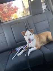 Found/Stray Female Dog last seen Near Merritt’s bakery , Tulsa, OK 74104