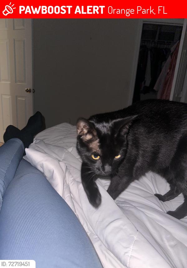 Lost Male Cat last seen Forest Hammock , Orange Park, FL 32065