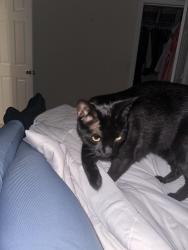Lost Male Cat last seen Forest Hammock , Orange Park, FL 32065