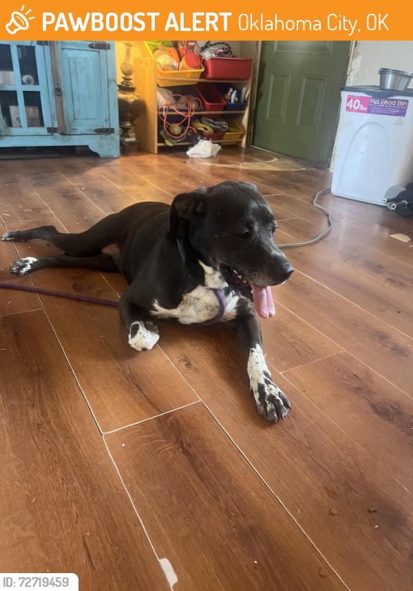Found/Stray Female Dog last seen 56th and Portland , Oklahoma City, OK 73112