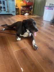 Found/Stray Female Dog last seen 56th and Portland , Oklahoma City, OK 73112