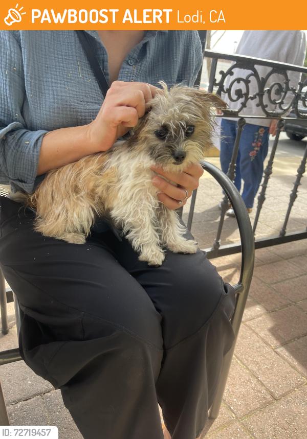 Found/Stray Unknown Dog last seen School and oak street, Lodi , Lodi, CA 95240