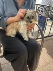 Found/Stray Unknown Dog last seen School and oak street, Lodi , Lodi, CA 95240