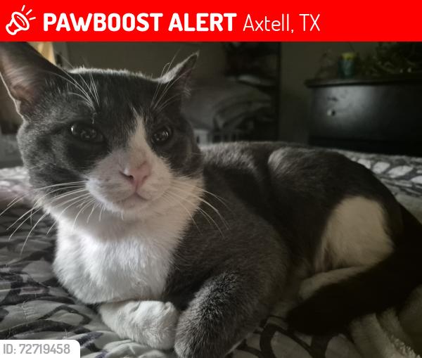 Lost Male Cat last seen Axtell, Texas, Axtell, TX 76624