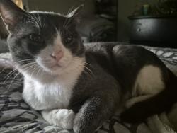 Lost Male Cat last seen Axtell, Texas, Axtell, TX 76624