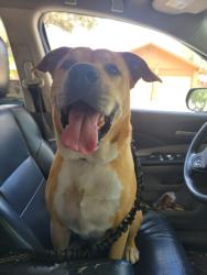 Found/Stray Male Dog last seen 21st & Bicentennial , McAllen, TX 78501