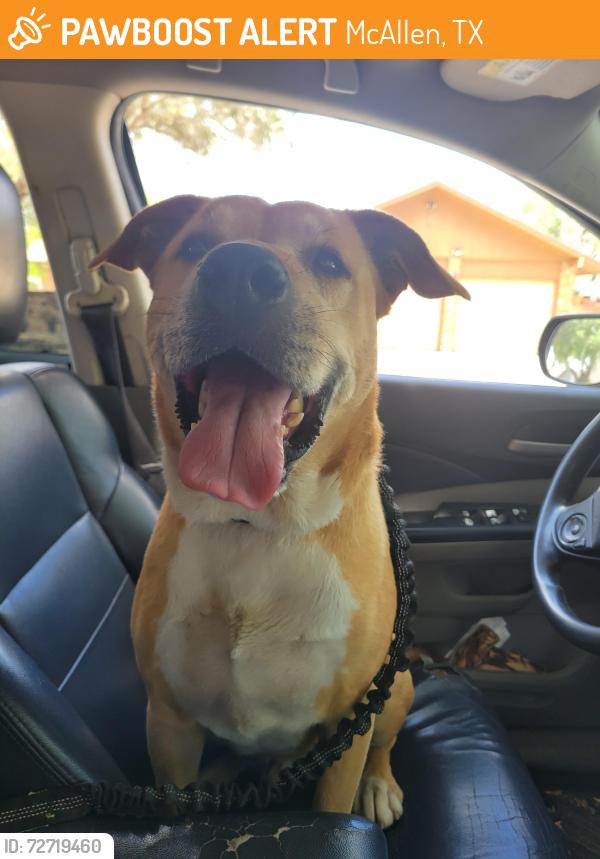 Found/Stray Male Dog last seen 21st & Bicentennial , McAllen, TX 78501