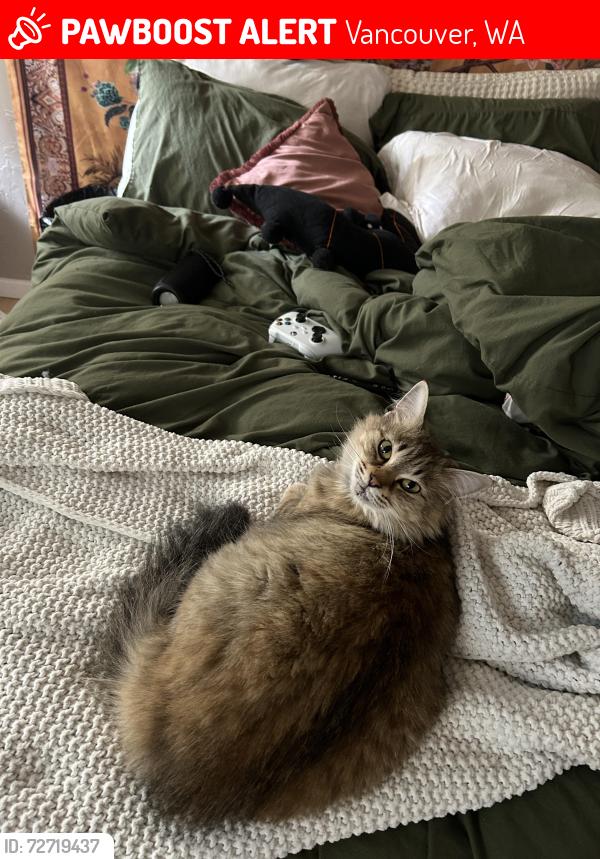 Lost Female Cat last seen motel 6 ran , Vancouver, WA 98684