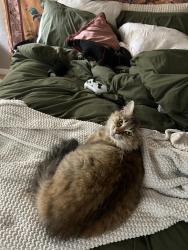 Lost Female Cat last seen motel 6 ran , Vancouver, WA 98684